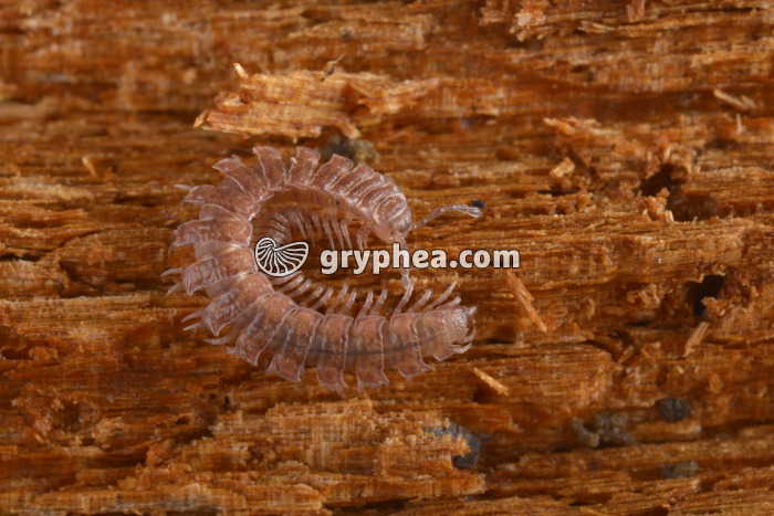 Polydesmus complanatus (myriapode) - gryphea.com